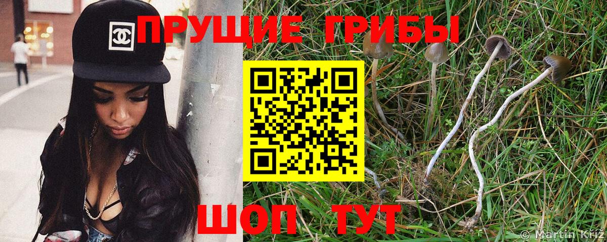 Галлюциногенные грибы Cubensis  Вход с VPN  Чапаевск  Галлюциногенные грибы Psilocybine cubensis 